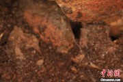 天天黄历江西发现蜘蛛新物种 为研究呵叻蛛属适应区域提供依据