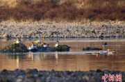 天天黄历歙县完成安徽首个县域生物多样性调查 共记录物种近4千种