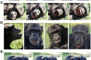天天黄历国际最新研究：机器人“打哈欠” 黑猩猩被传染